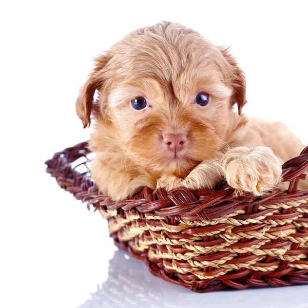 Retrato de un cachorro rojo pequeño de un perrito decorativo en una cesta de mimbre . —  Fotos de Stock