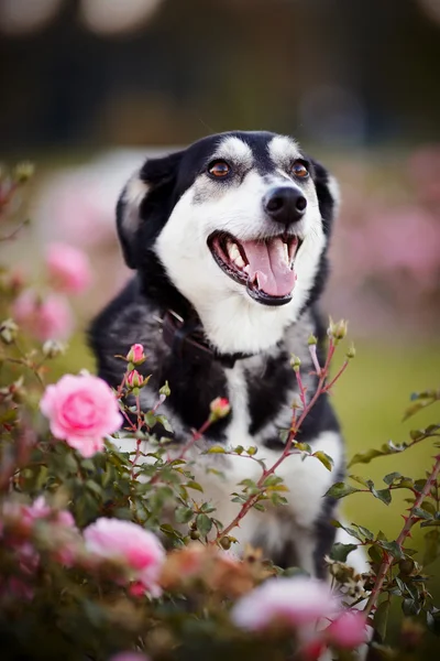 Portret psa w róż. — Zdjęcie stockowe