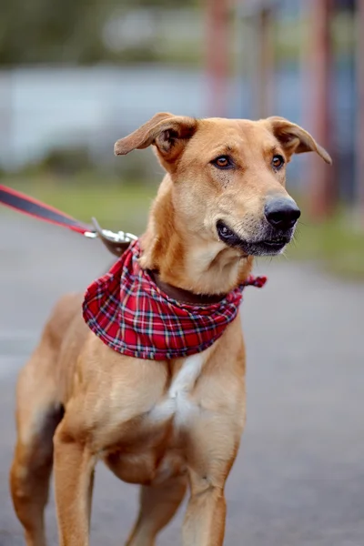 Portret van een rode niet rasechte hond. — Stockfoto