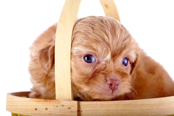 Portret van een rode puppy van een decoratieve doggie in een mand. — Stockfoto