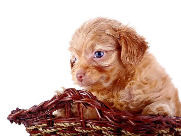 Gerdanlı sepet içinde dekoratif bir köpek, küçük köpek yavrusu. — Stok fotoğraf