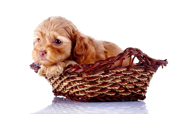 Malé štěně do wattled košíku. — Stock fotografie