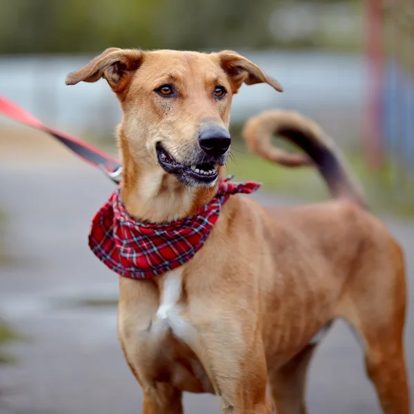 Porträtt av en röd inte renrasig hund. — Stockfoto