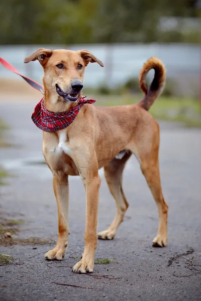 Der rote, nicht reinrassige Hund kostet auf der Straße. — Stockfoto