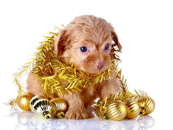 Welpe mit Neujahrsbällen und Lametta. — Stockfoto