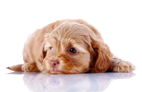 El cachorro de un perrito decorativo se encuentra sobre un fondo blanco . — Foto de Stock