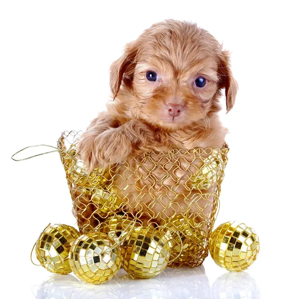 Puppy in een Chalinolobus mand met Nieuwjaar ballen. — Stockfoto