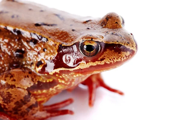 Retrato de una rana marrón . — Foto de Stock