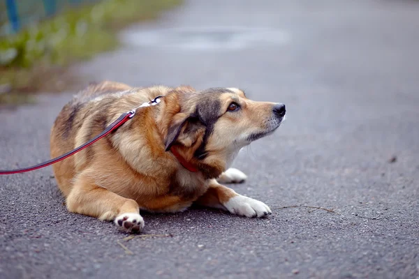 The red not purebred dog lies on the road — Stock Photo, Image