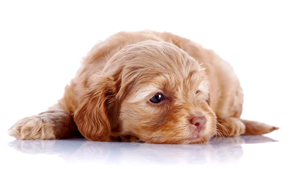 De pup van een decoratieve doggie ligt op een witte achtergrond. — Stockfoto