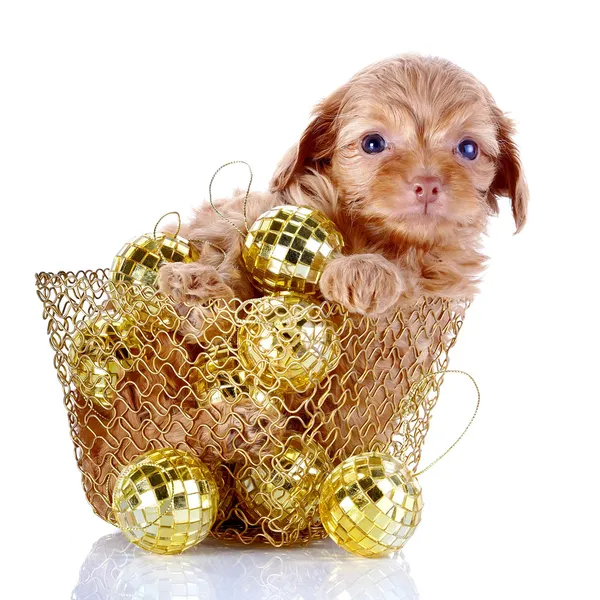 Puppy in een Chalinolobus mand met Nieuwjaar ballen. — Stockfoto