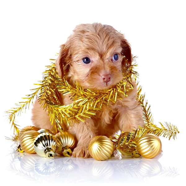 Chiot avec des boules de Nouvel An et tinsel . — Photo