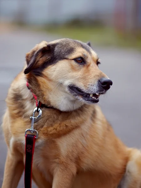 Porträtt av en röd inte renrasig hund. — Stockfoto