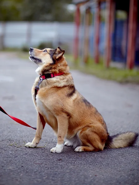 The red not purebred dog sits on the road — Stock Photo, Image