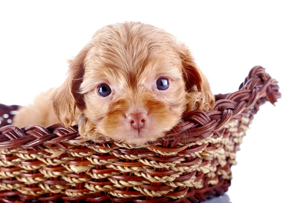 Small pretty puppy of a decorative doggie in a wattled basket. — Stock Photo, Image
