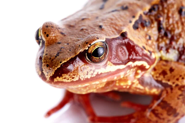 Portrait of a frog. — Stock Photo, Image