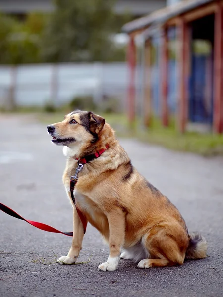 The red not purebred dog sits on the road — Stock Photo, Image