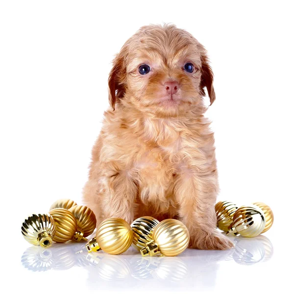 Cucciolo con le palle di Capodanno . — Foto Stock