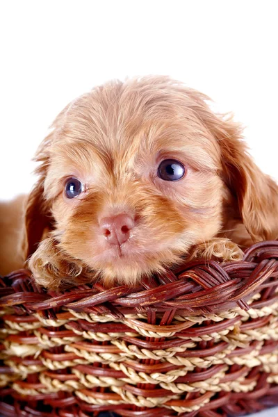 Retrato de un cachorro pequeño de un perrito decorativo en una cesta de mimbre . — Foto de Stock