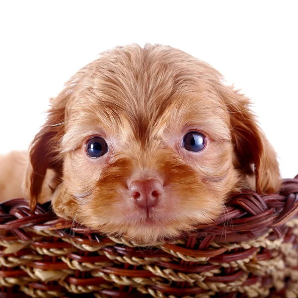 Small pretty puppy of a decorative doggie in a wattled basket. — Stock Photo, Image