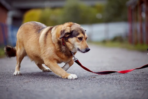 The red not purebred dog costs on the road. — Stock Photo, Image