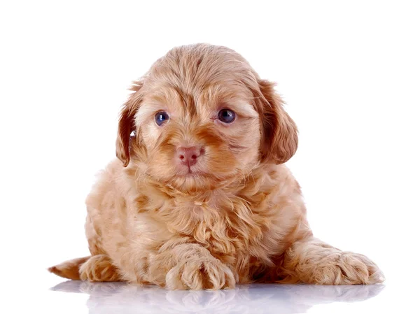 Filhote de cachorro de um cachorrinho decorativo em um fundo branco . — Fotografia de Stock