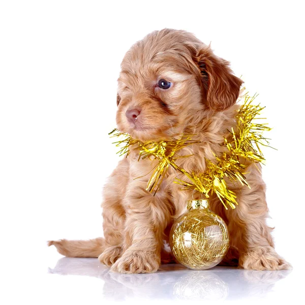 Welpe mit Neujahrsball und Lametta. — Stockfoto