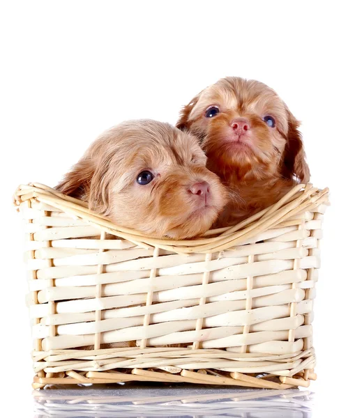 Dois cachorros pequenos em uma cesta wattled . — Fotografia de Stock