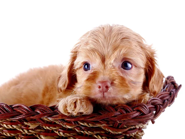 Πορτρέτο του ένα μικρό κουτάβι από ένα διακοσμητικό σκυλάκι σε ένα wattled καλάθι. — Φωτογραφία Αρχείου