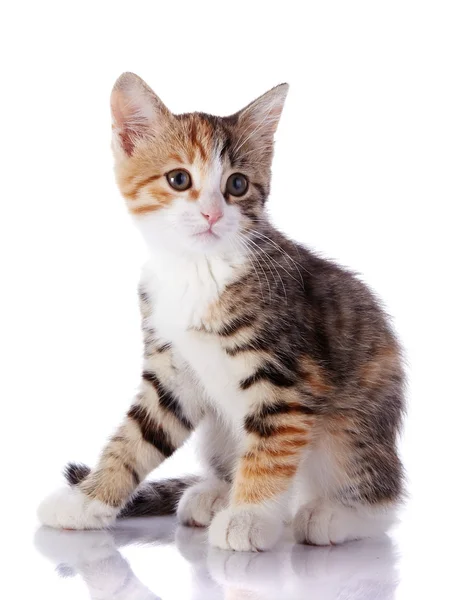 좋은 멀티 컬러 고양이. — 스톡 사진