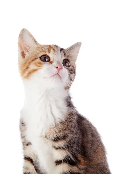 Portrait of a multi-colored kitten. — Stock Photo, Image