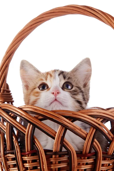 Kitten hiding in a wattled basket. — Stock Photo, Image