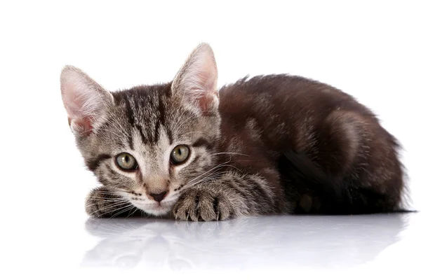 Randig liten kattunge gömde — Stockfoto
