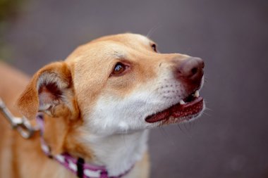 kırmızı değil safkan köpek portresi.