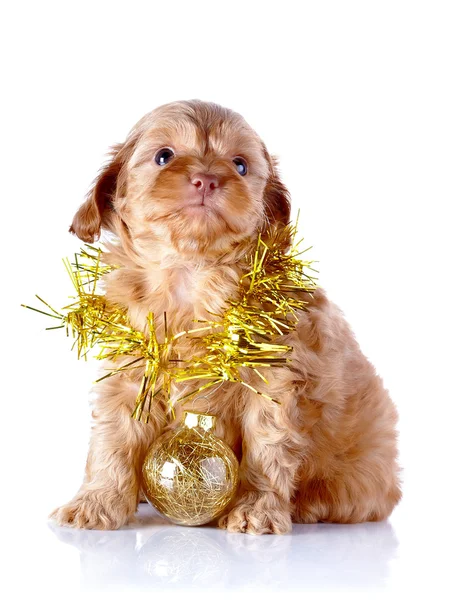 Pup met new year's ball en klatergoud. — Stockfoto