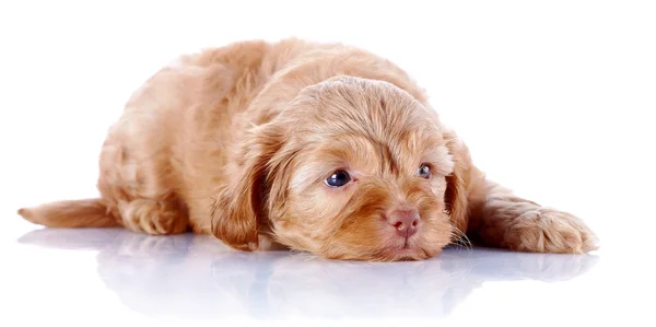 De pup van een decoratieve doggie ligt op een witte achtergrond. — Stockfoto