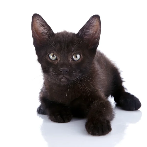 El gatito negro yace sobre un fondo blanco . —  Fotos de Stock