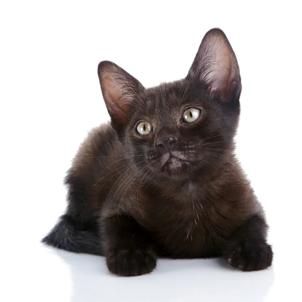 Il gattino nero mente — Foto Stock