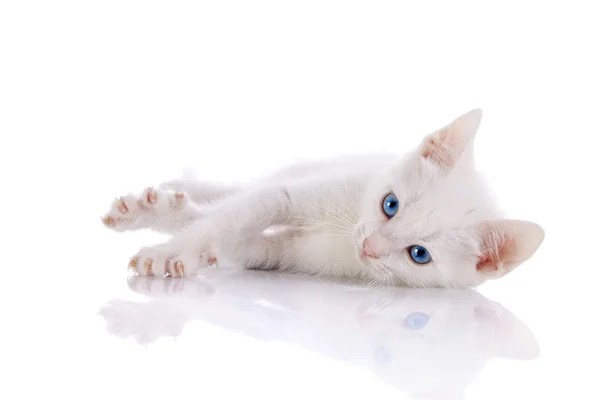 O gatinho branco com olhos azuis está em um fundo branco . — Fotografia de Stock