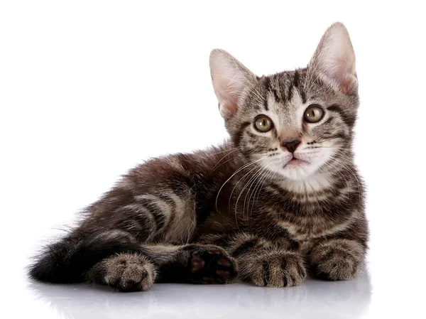 Piccolo gattino a strisce si trova su uno sfondo bianco . — Foto Stock