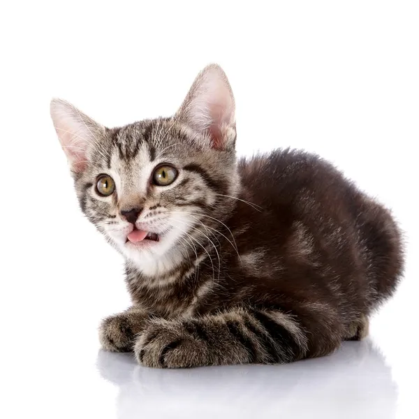 Striped surprised kitten lies on a white background. — Stock Photo, Image