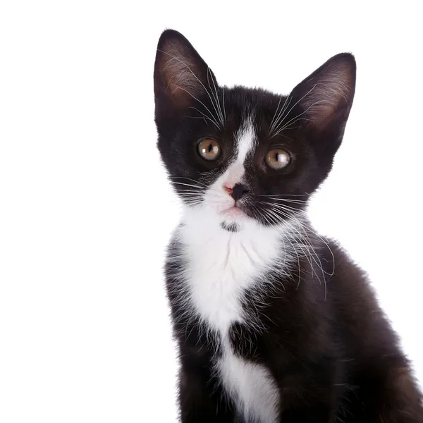 Portrait of a black and white kitten. — Stock Photo, Image