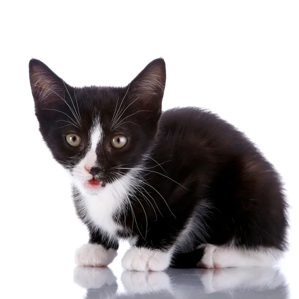 Negro y blanco pequeño asustado gatito . — Foto de Stock