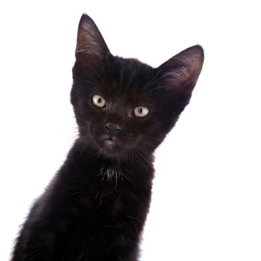 Siyah bir kedi portresi..