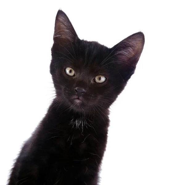 Retrato de un gatito negro . — Foto de Stock