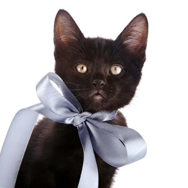 Retrato de un gatito negro con un arco gris . — Foto de Stock