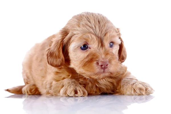 Puppy van een decoratieve doggie op een witte achtergrond. — Stockfoto