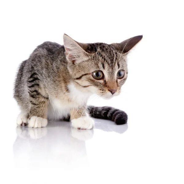 The frightened striped kitten l — Stock Photo, Image