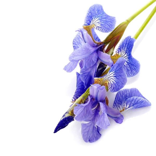 Flowers of a blue iris. — Stock Photo, Image