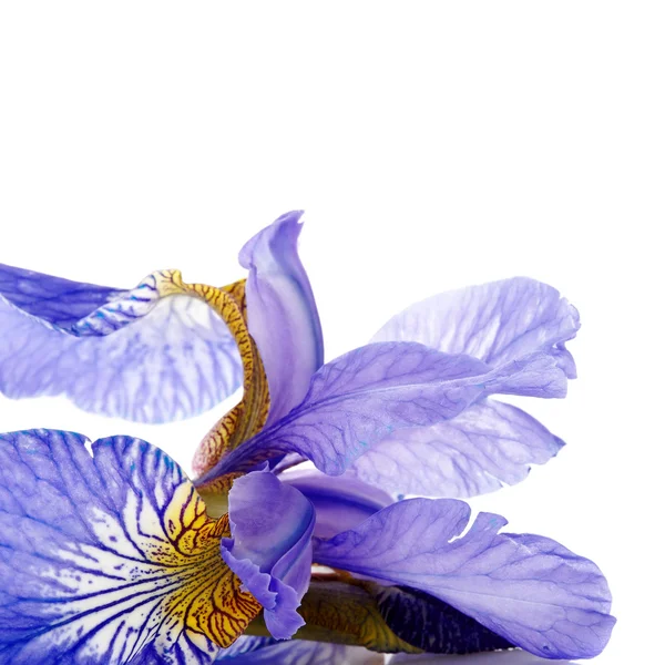 蓝色鸢尾属植物的一朵花的花瓣. — 图库照片